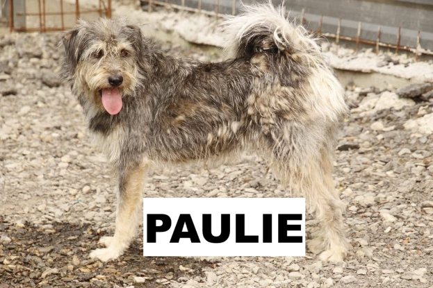Adopter  chien : PAULIE SE TROUVE DANS UN REFUGE EN ROUMANIE
