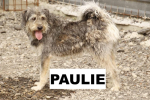 Adopter  chien : PAULIE SE TROUVE DANS UN REFUGE EN ROUMANIE