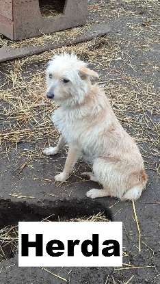 Adopter  chien : HERBA SE TROUVE DANS UN REFUGE EN UKRAINE