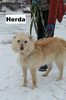 Adopter Herba
