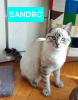 Adopter  chat : SANDRO et LUCIANO À ADOPTER ENSEMBLE)