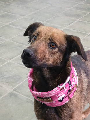 Adopter  chien : MARINA