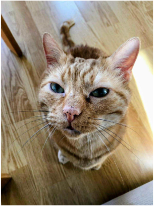 Adopter  chat : Sethi