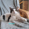 Adopter  chat : NOUGAT