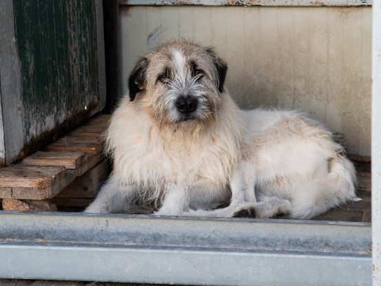 Adopter  chien : Bandit