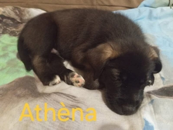 Adopter Athéna