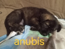 Anubis
