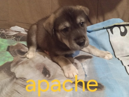 Adopter Apache
