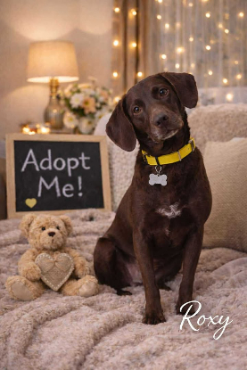 Adopter Roxy et shania