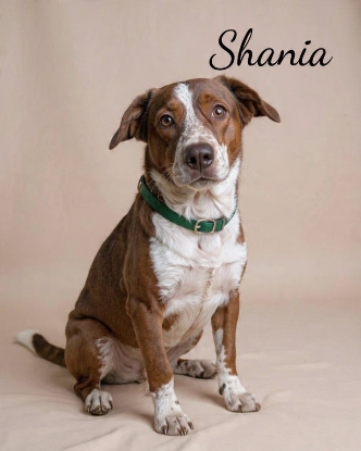 Adopter Roxy et shania