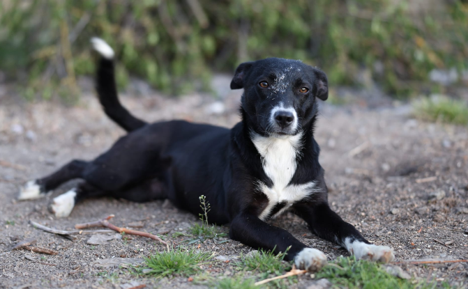 Adopter Middy
