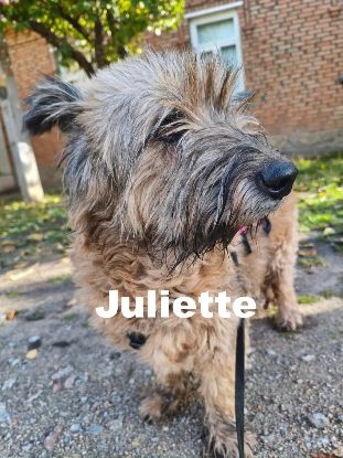 Adopter Juliette