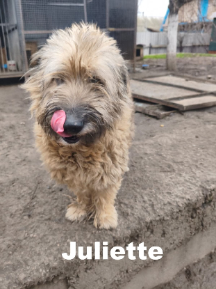 Adoption Juliette