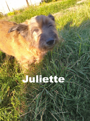 Adoption Juliette