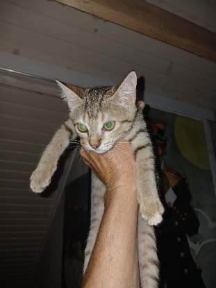 Adopter Chichounette