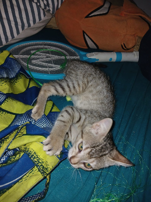 Adopter Chichounette