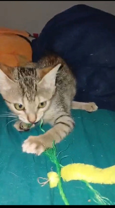 Adopter Chichounette