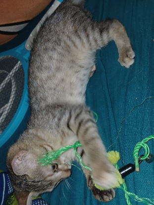 Adoption Chichounette