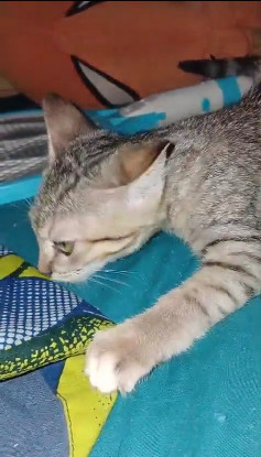 Adoption Chichounette