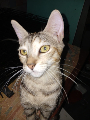 Adopter Crabouillette