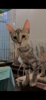 Adopter Crabouillette