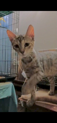 Adoption Crabouillette