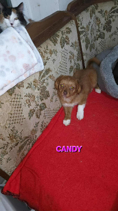 Adopter Candy