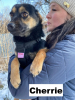 Cherrie