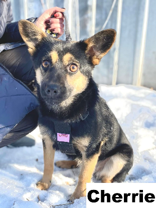 Adopter Cherrie