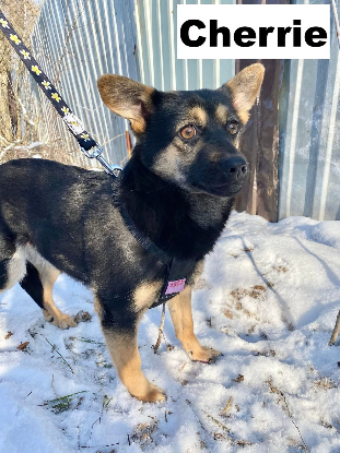 Adopter Cherrie