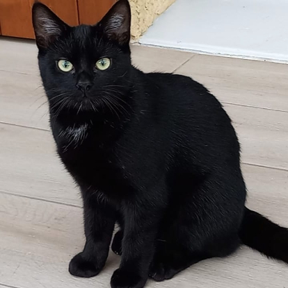 Adopter Accra et rory