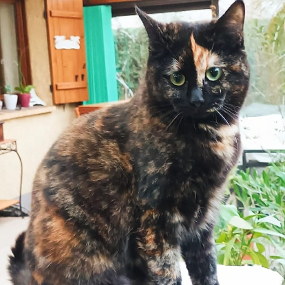 Adopter Accra et rory