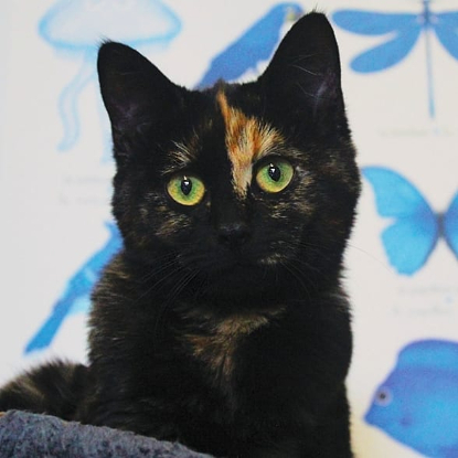 Adoption Accra et rory