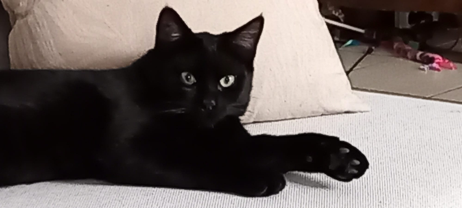 Adoption Accra et rory