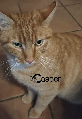 Adopter Casper
