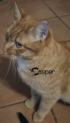 Adopter Casper