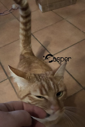 Adopter Casper