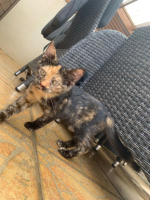 Adopter  chat : Sappho