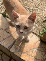 Adopter  chat : Lion