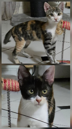 Adopter Tigate & tea tree