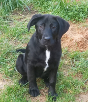 Adopter  chien : Anouk