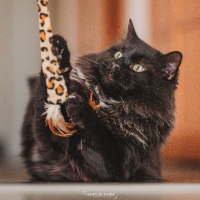 Adopter  chat : Chasticot