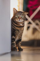 Adopter  chat : Einstein