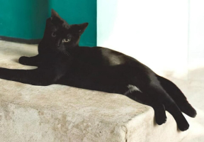 Adopter  chat : Akira et anémone