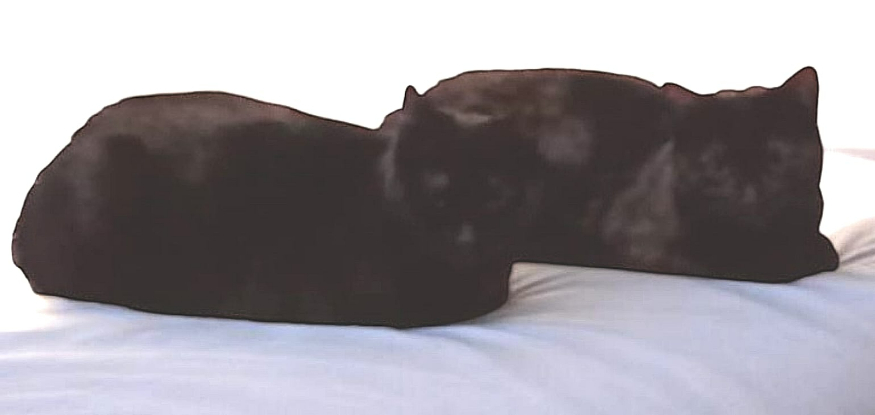 Adopter Akira et anémone