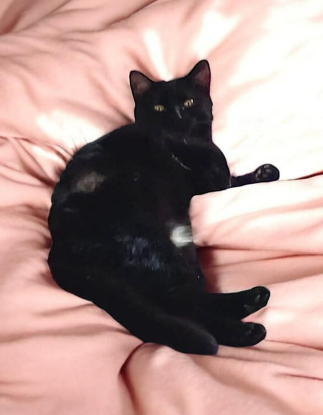 Adopter Akira et anémone