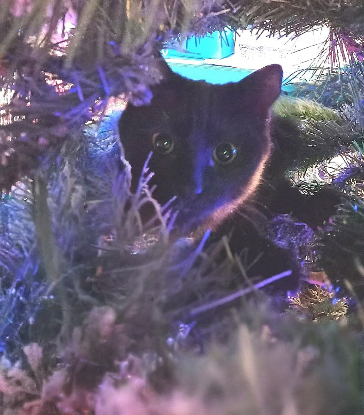 Adoption Akira et anémone