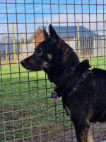 Adopter  chien : Bonnie