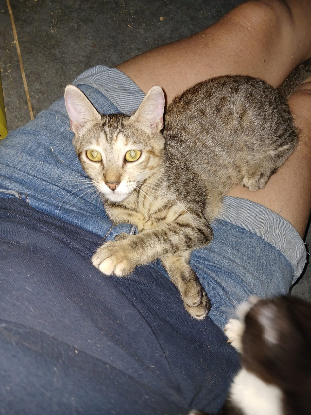 Adopter Crabouilette