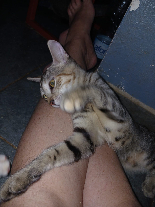 Adopter Crabouilette